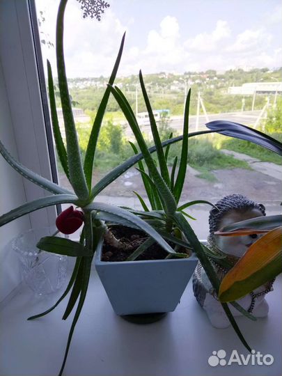 Цветок алоэ вера