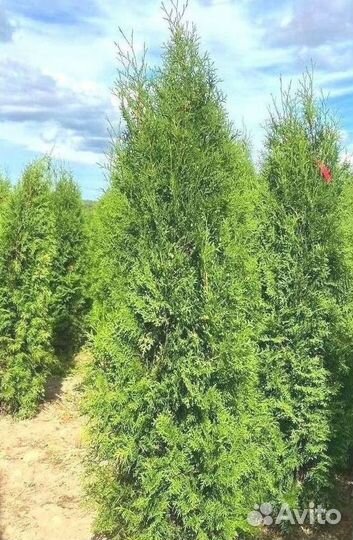 Туя колумна/Оптом