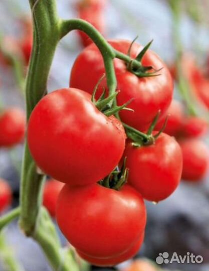 Семена томатов