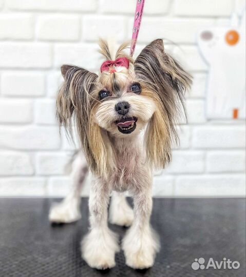 Стрижка кошек и собак, тримминг, экспресс-линька