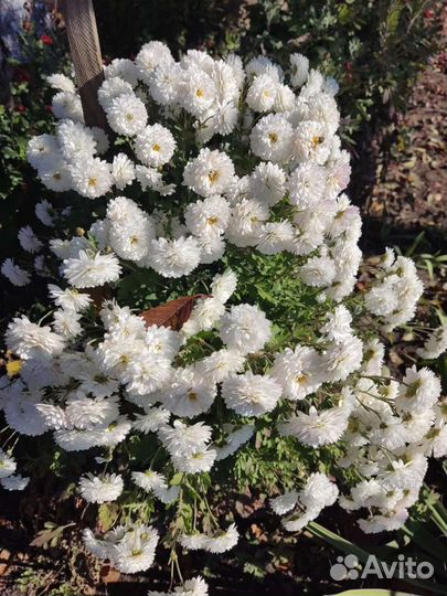 Дубки цветы