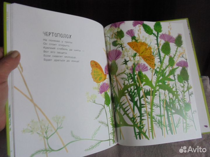 Наши цветы Е.Серова илл.Ст.Янковская