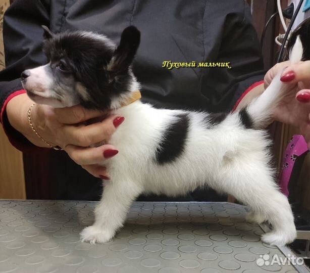 Щенки китайской хохлатой собачки