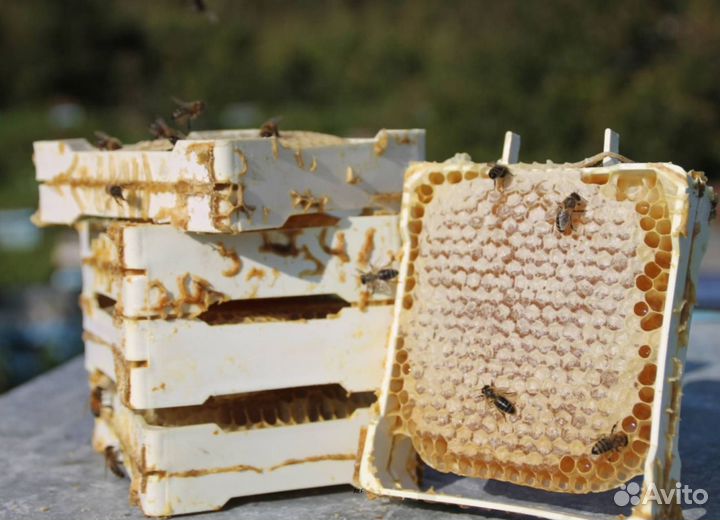 2024 Мёд натуральный с Алтая оптом