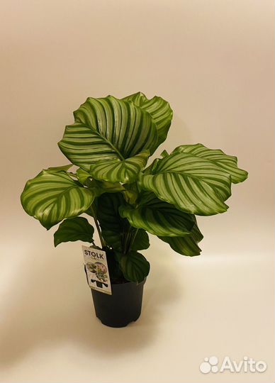 Калатея Орбифолия 15/50