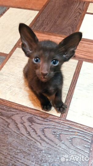 Ориентальный котик