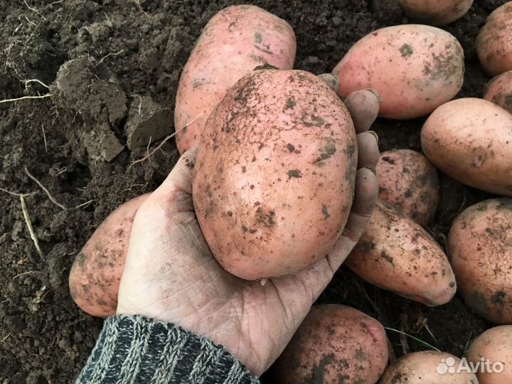 Сарпо Мира и К.Анна семенной картофель Цена за1 шт