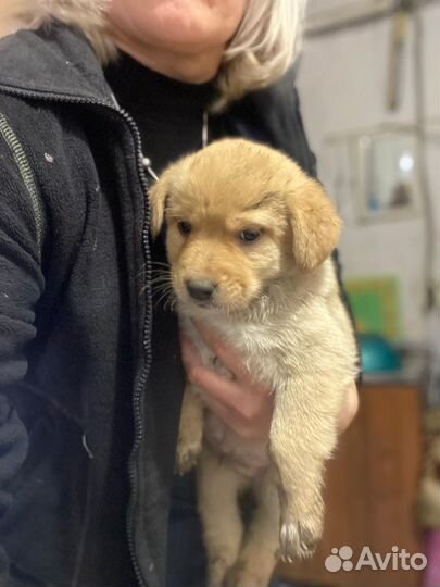 Щенки мальчики в добрые руки