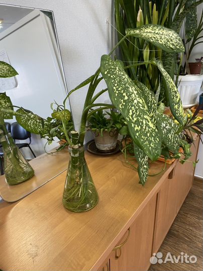 Дифенбахия