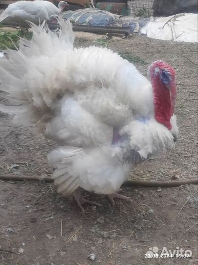 Индюки семья 1+3