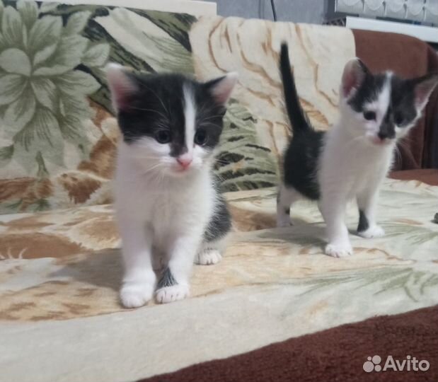 Котята в добрые руки бесплатно