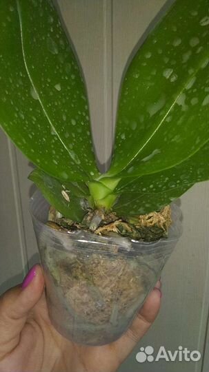 Орхидея Sogo Pony