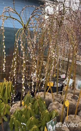 Саженцы ивы. Плакучая форма ива козья