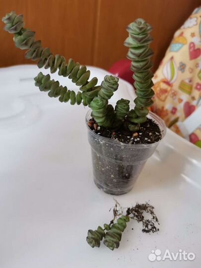 Суккуленты почтой часть 1 из 9