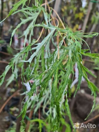 Клен серебристый Лациниатум Виери