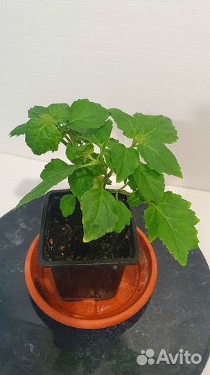 Саженцы Пачули