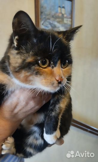 Кошечка Сима