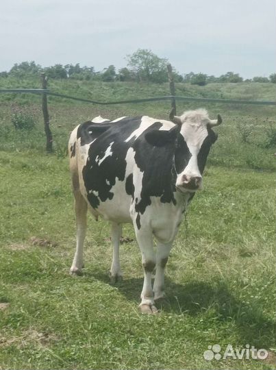 Корова высокоудойная