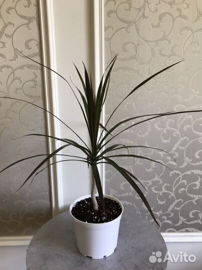 Драцена маргината