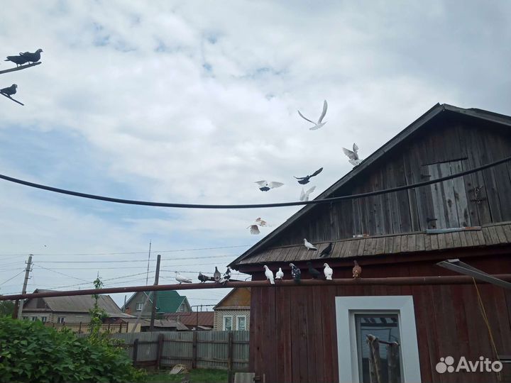 Продажа голубей