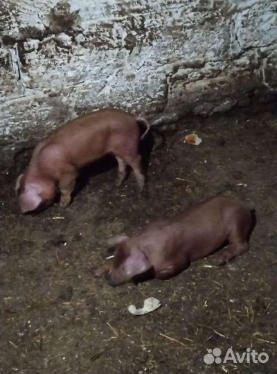 Поросенок дюрок