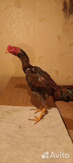 Бойцовые петухи