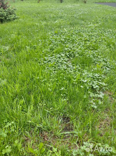 Скошенная трава