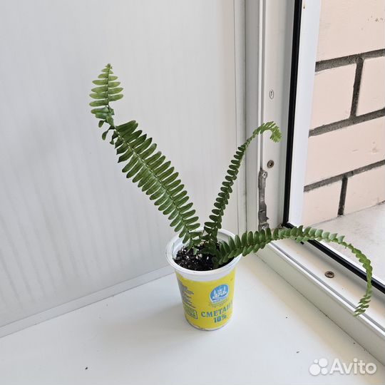 Папоротник нефролепис