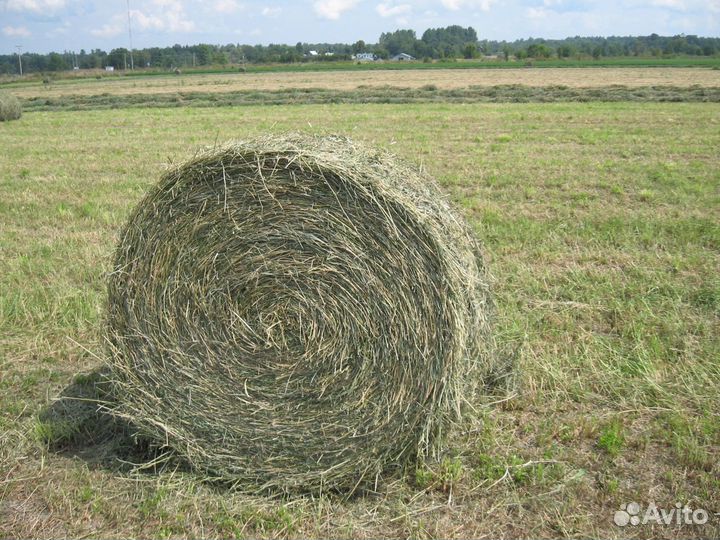 Сено луговое, солома - Ратманово