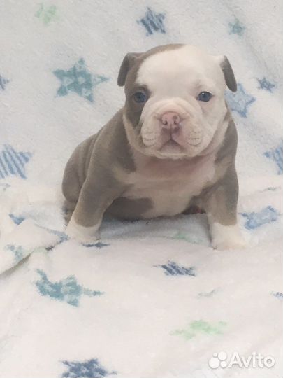 Американский булли