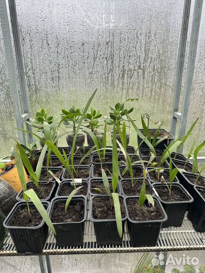 Рассада пальм и цветы