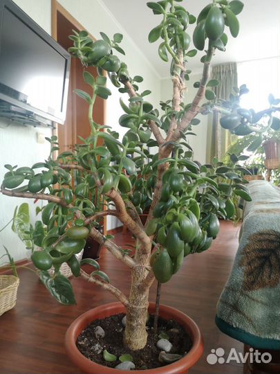 Цветы комнатные