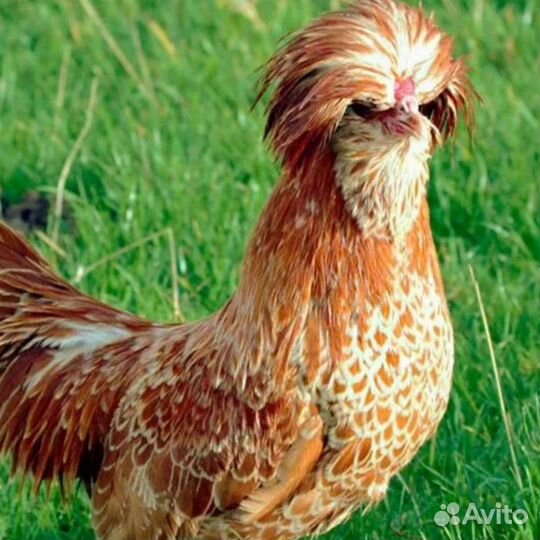 Инкубационное яйцо