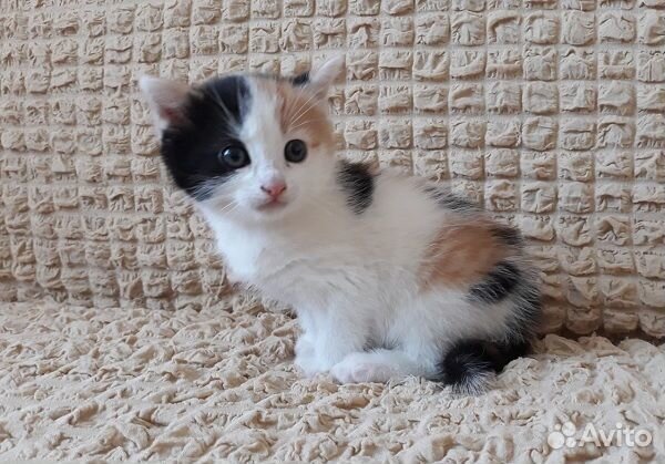 Трехцветная девочка ищет дом