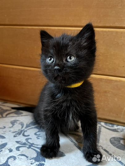 Черный котенок Люкс