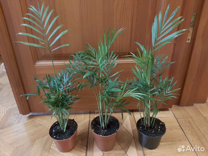 Кротоны и пальмы