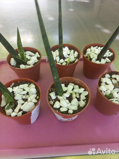 Сансевиерия цилиндрика