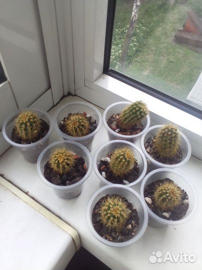 Детки кактуса
