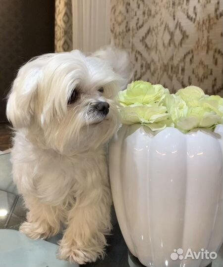 Собака мальтеза