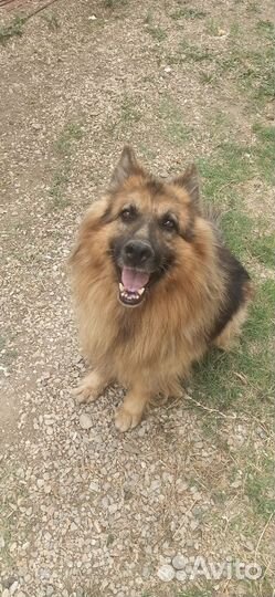 Вязка собак