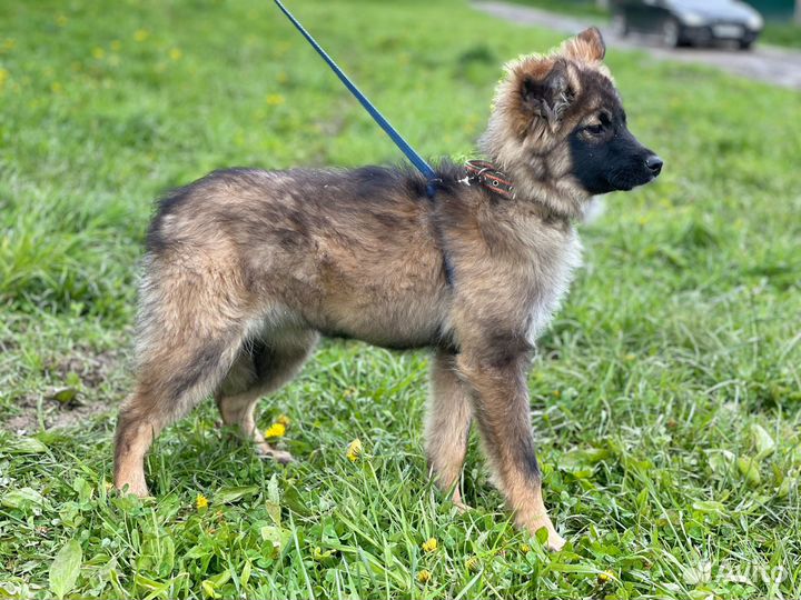 Щенки в дар из приюта