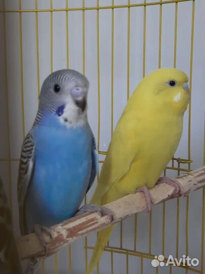 Волнистый попугай