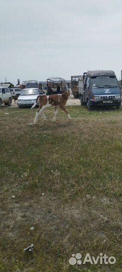 Корова дойная с теленком