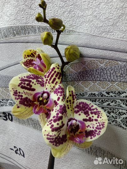 Орхидея фаленопсис