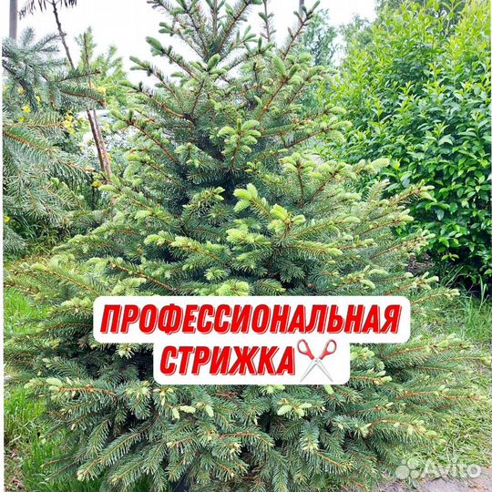 Ели голубые и зеленые с доставкой и посадкой