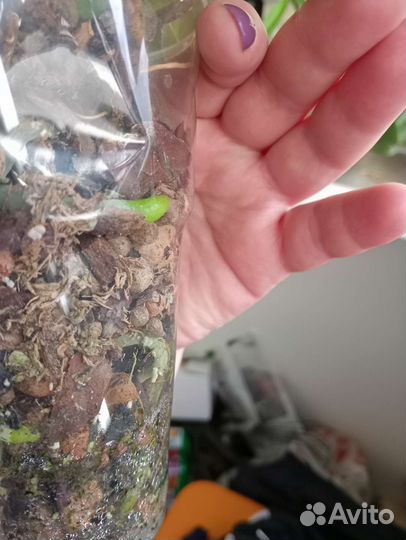 Орхидея фаленопсис пелорик