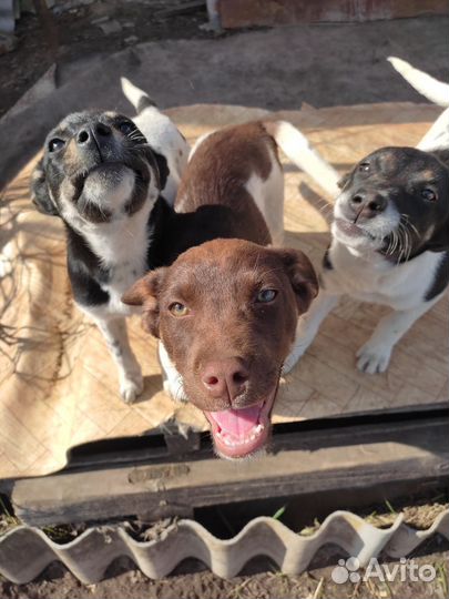 Щенки, ждущие своих хозяев