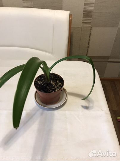 Гипераструм