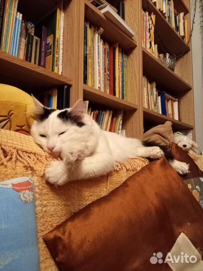 Кот на вязку (с опытом)