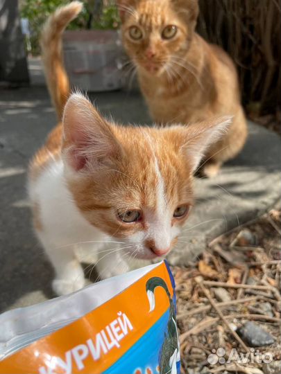 Котенок